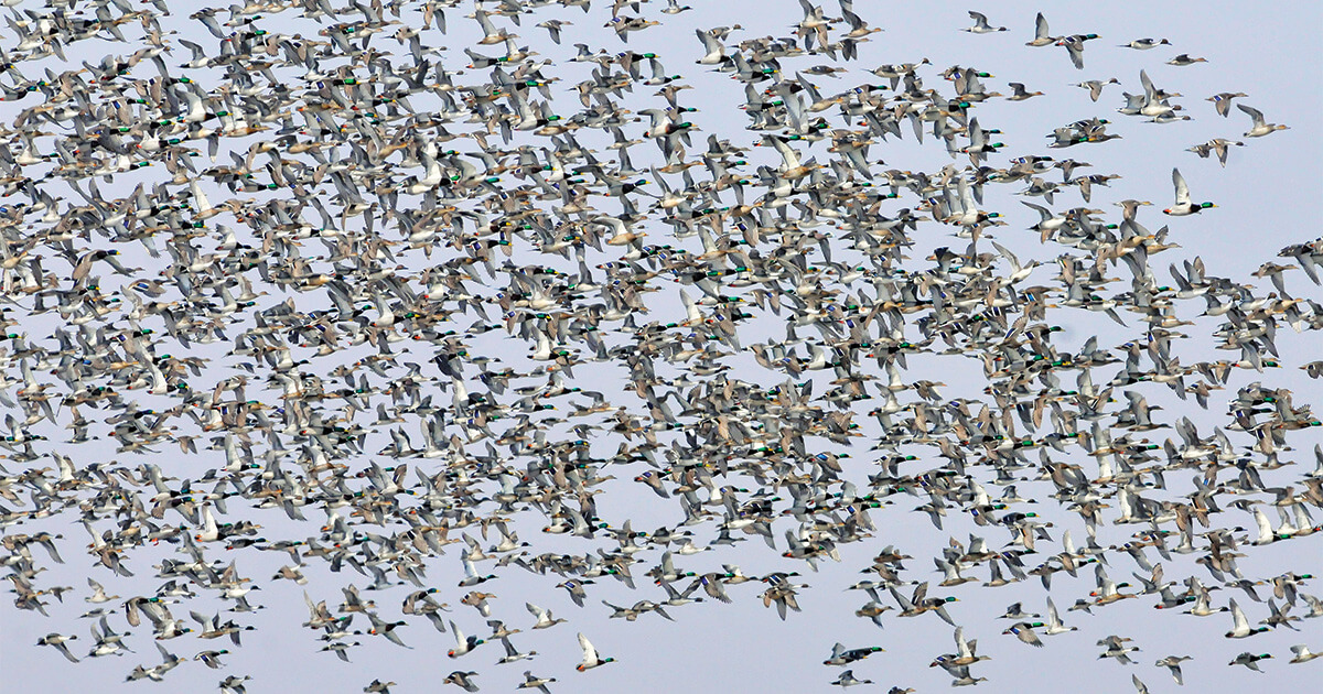 Waterfowl Migration Reports Ducks Unlimited